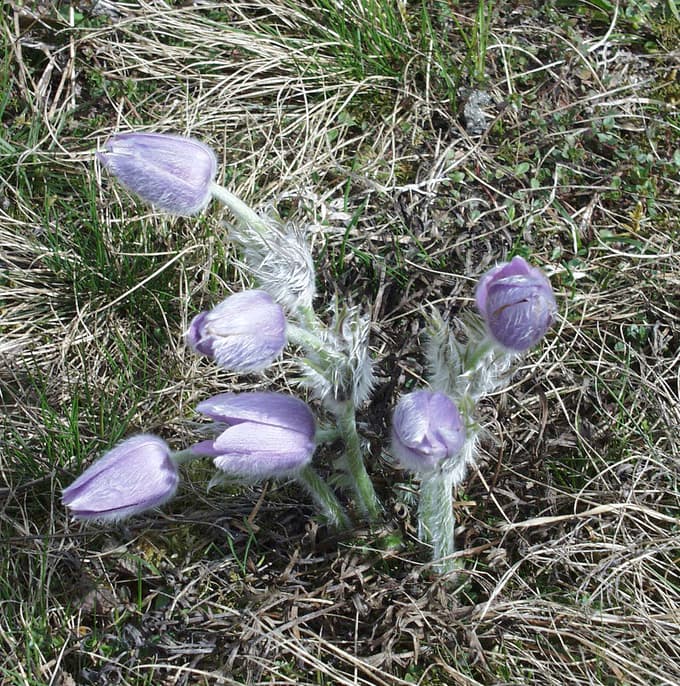 Še zaprti cvetovi so obdani z dlačicami, ki jih ščitijo pred zmrzaljo.