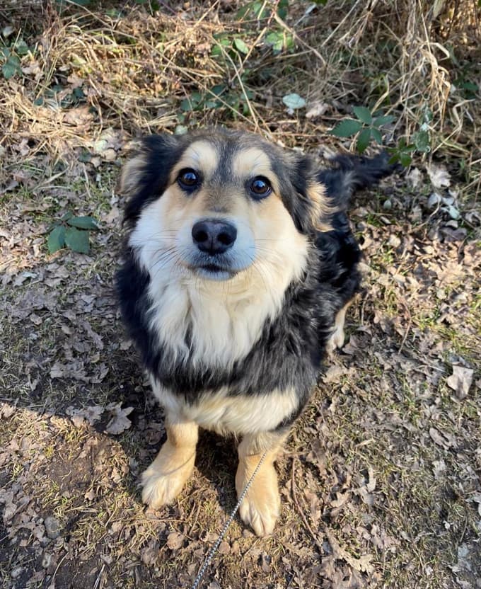 Posvoji tačka: Mladeniča Mars in Mufi čakata na nova lastnika
