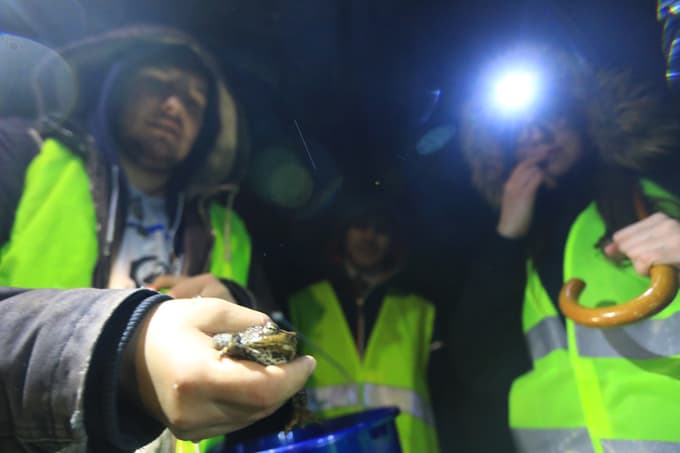 V lanski akciji so prostovoljci prenesli 485 živali, od tega največ navadnih krastač, bistveno manj je bilo rosnic in sekulj.