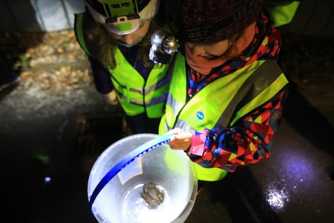 Spomladanska selitev dvoživk: Pri Treh ribnikih znova akcija za njihovo reševanje. Zaščitna ograda tudi pod Pohorjem