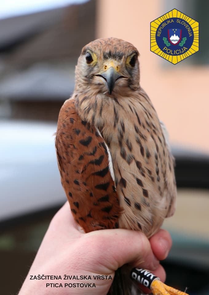 (FOTO) Kriminalisti iz ujetništva rešili zavarovano ptico, ki jo je moški zadrževal leto in pol