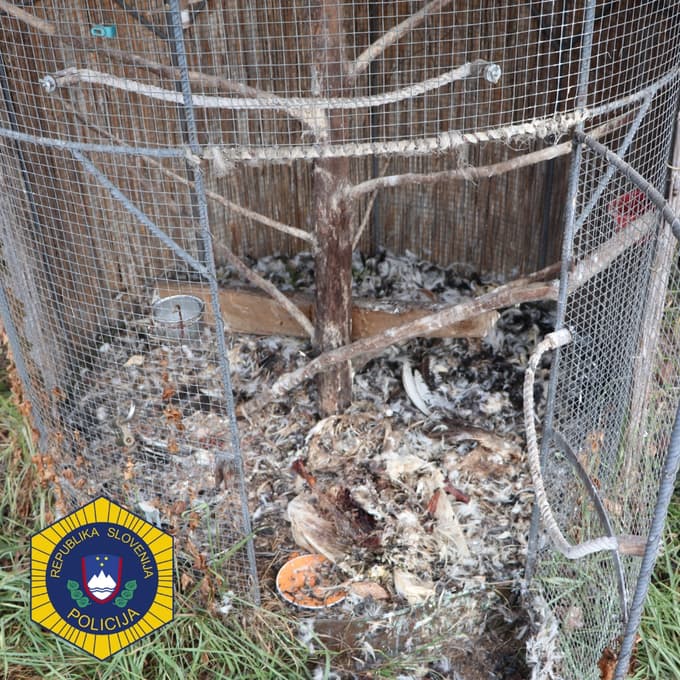 (FOTO) Kriminalisti iz ujetništva rešili zavarovano ptico, ki jo je moški zadrževal leto in pol