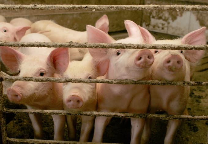 Na svetu se največ antibiotikov porabi pri živinoreji. 