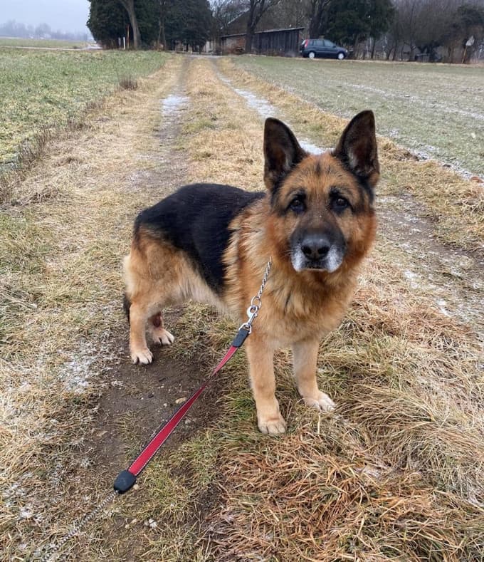 Don obožuje sprehode.