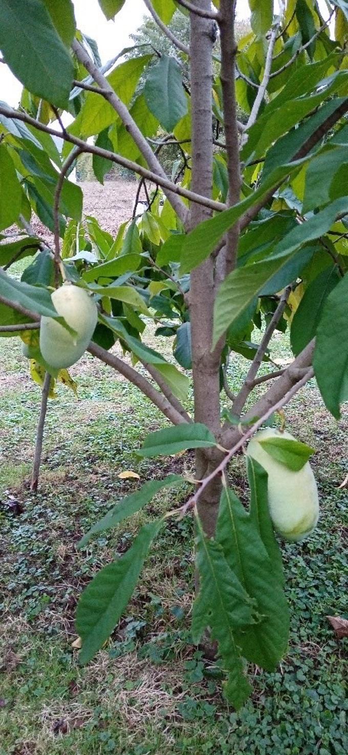 Asimina (Asimina triloba), zrasla na zasebnem vrtu v Brestrnici pri Mariboru