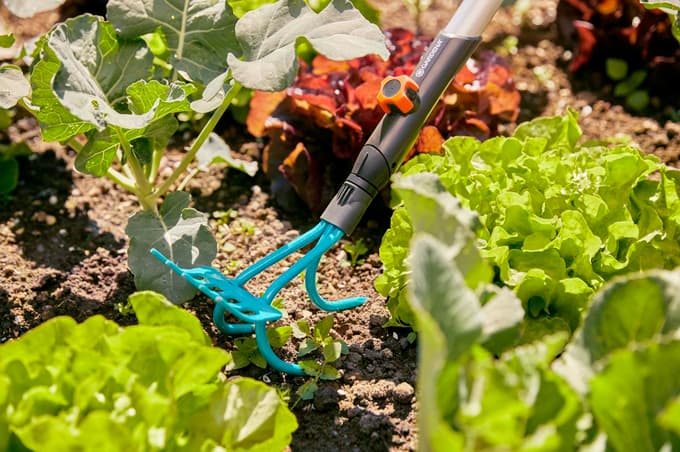 Kombinirano orodje, ki združuje rahljalnik in majhne grablje, olajša odstranjevanje plevela z zelenjavnih gredic.