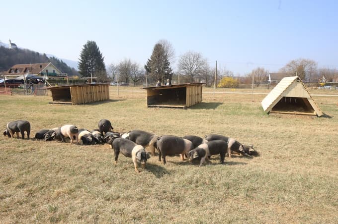 (FOTO) Prvi pekrski pujski že na paši