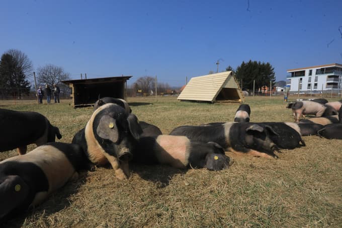 (FOTO) Prvi pekrski pujski že na paši