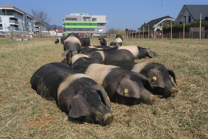 (POLEMIKA) Pogled Andreja Baumana: Pekrski pujski (II. del)