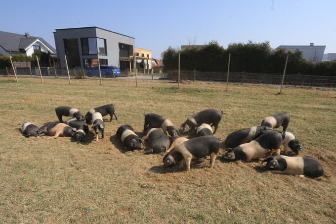 Preiskavo NPU sprožila prodaja zemljišča s "slavnimi" pujski