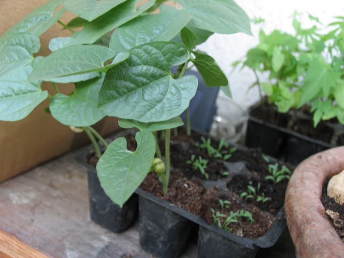 Kaj že sejemo in sadimo v aprilu
