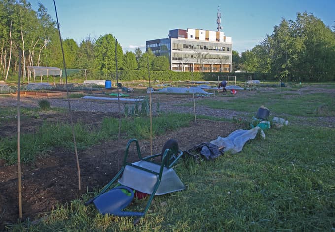 Občinske vrtičke obdeluje 480 Mariborčanov. Interes je ogromen. Koga najbolj zanima vrt in kje v Mariboru ga je mogoče najeti?
