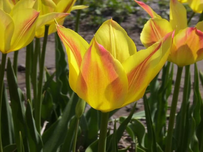 Mozirski gaj, tulipan Mozirski gaj