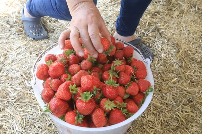 Obstaja preprost trik: Kako doseči, da bodo jagode sveže tudi do tri tedne