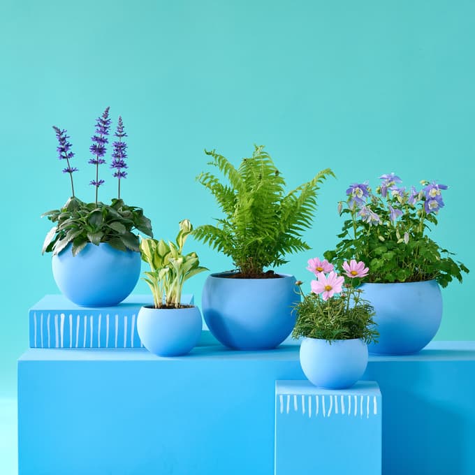 5 trendovskih okrasnih rastlin, ki so to poletje obvezne na vrtu