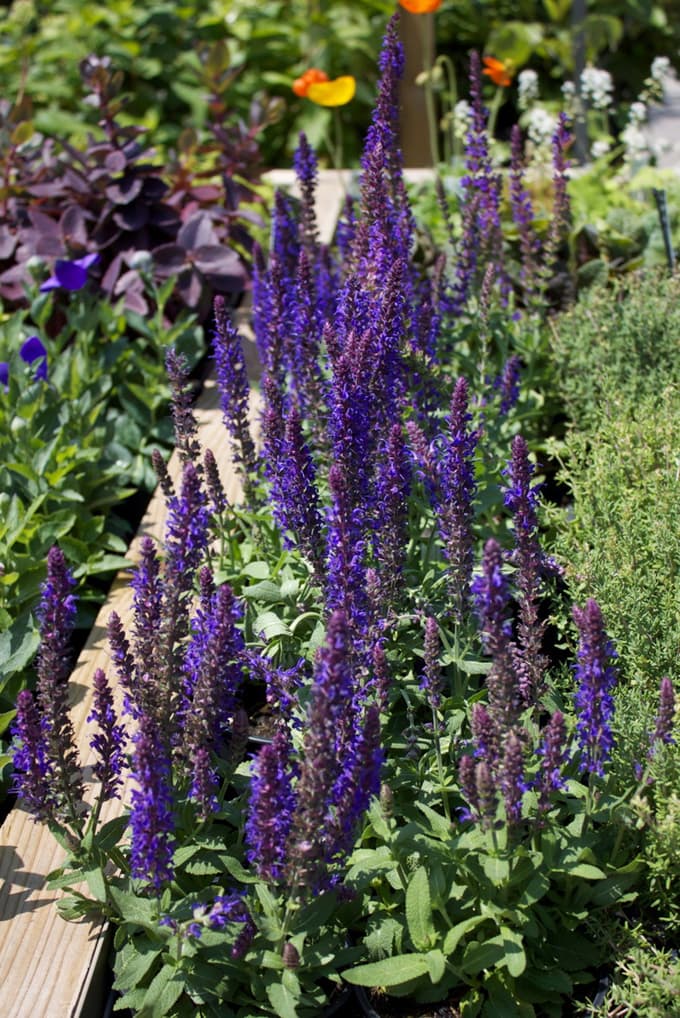 5 trendovskih okrasnih rastlin, ki so to poletje obvezne na vrtu