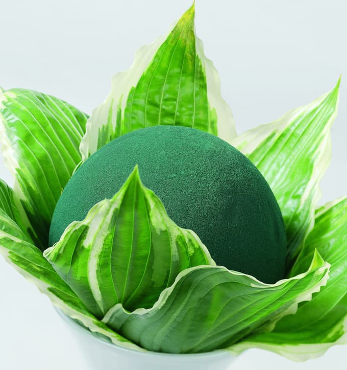 5 trendovskih okrasnih rastlin, ki so to poletje obvezne na vrtu