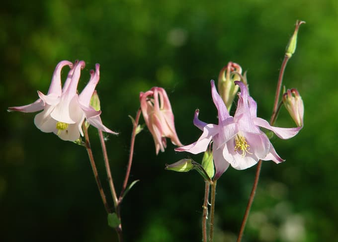 5 trendovskih okrasnih rastlin, ki so to poletje obvezne na vrtu