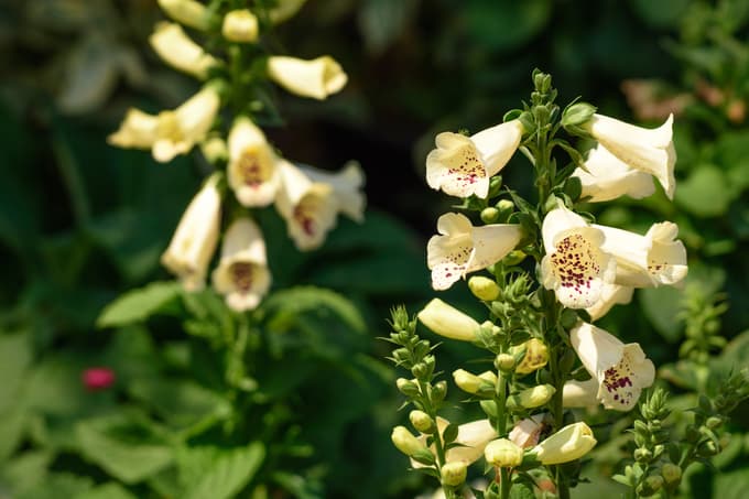 Naprstec (Digitalis sp.)