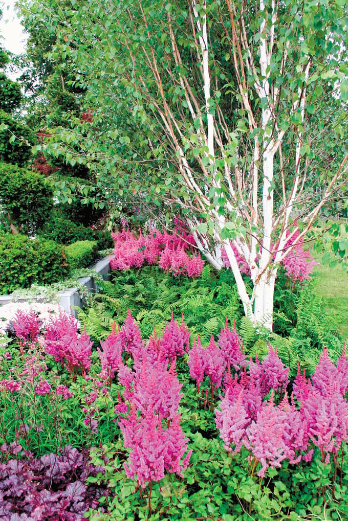 Astilbe