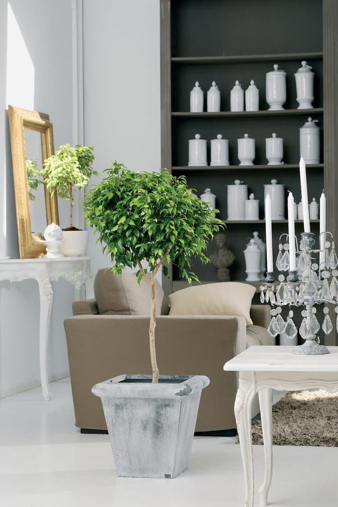 5 sobnih rastlin, ki pomagajo ohranjati hladen dom ob vročinskih valovih