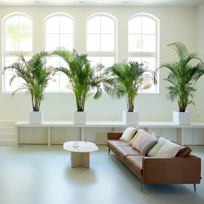 5 sobnih rastlin, ki pomagajo ohranjati hladen dom ob vročinskih valovih