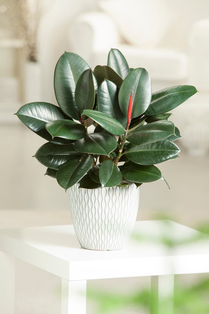 5 sobnih rastlin, ki pomagajo ohranjati hladen dom ob vročinskih valovih