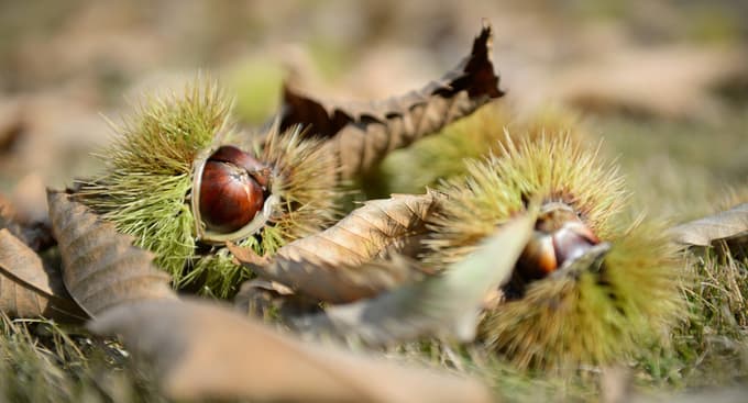Slastni kostanj lahko zraste kar na domačem vrtu