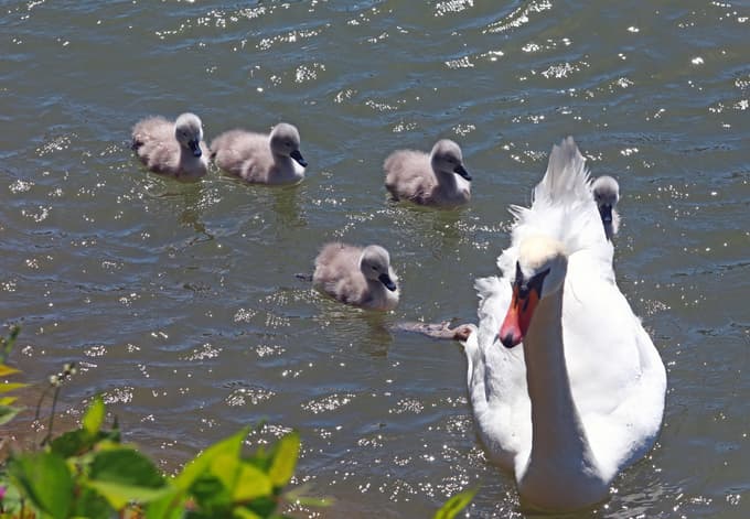 Vsako leto v času valjenja jajc mariborski vozniki pokončajo kakega od labodov, pozneje pa tudi mladiče.