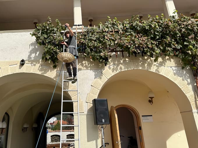 Trta, ki so jo zasadili med županovanjem Janeza Komljanca.