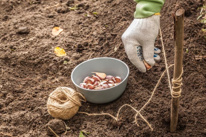 Zakaj je česen najbolje posaditi do 10. novembra