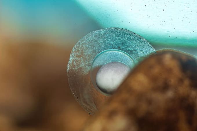 (FOTO) V Postojnski jami pričakujejo 32 novih človeških ribic