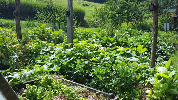 Ozimnica, sadike in zelišča za zdravje