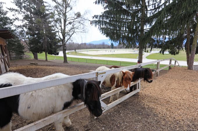 V nedeljo bodo na hipodromu imeli še ustvarjalne in likovne delavnice ter jahanje ponijev za najmlajše ljubitelje tega športa in živali.
