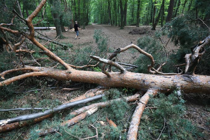 Kdaj bodo v Betnavskem gozdu začeli sečnjo 122 poškodovanih dreves?