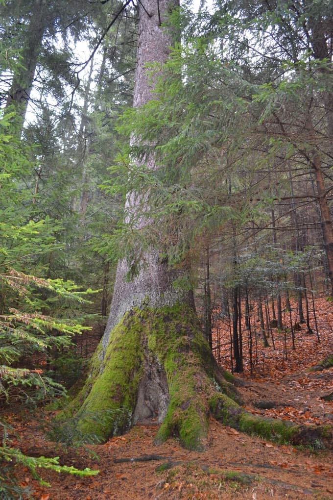 Spomenik na poti k Pahernikovi smreki v Hudem Kotu, kjer si narava in kultura podajata roki