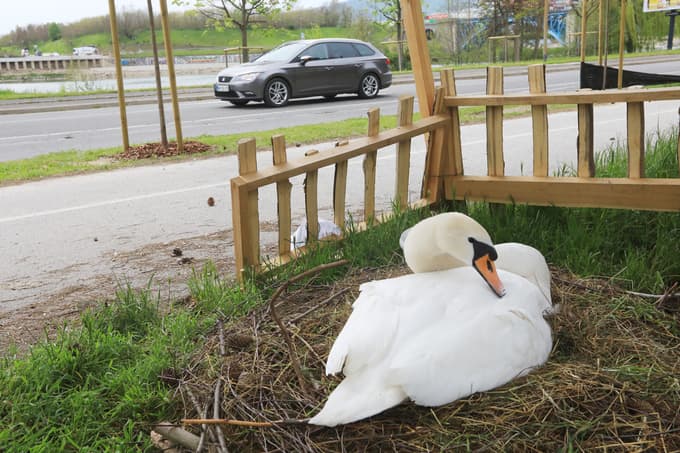Prošnja mariborske občine: Lokacij gnezd ne objavljajte na družbenih omrežjih