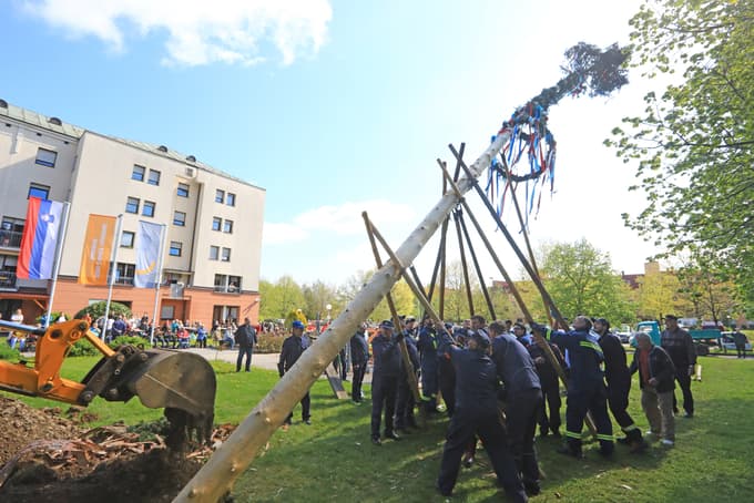 Tradicionalno postavljanje majskega drevesa.