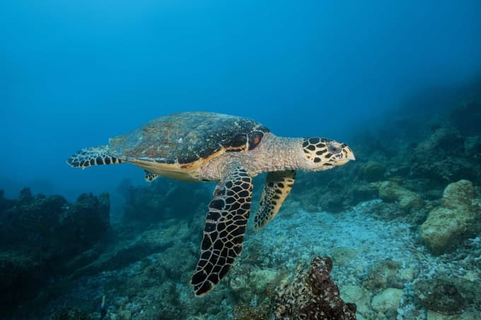 Maldivi v Indijskem oceanu