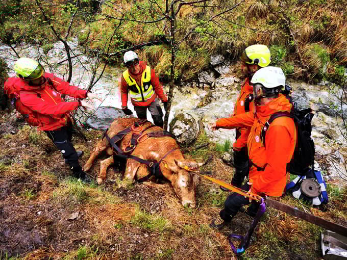 Maja so reševalci iz tolmuna reševali bika.