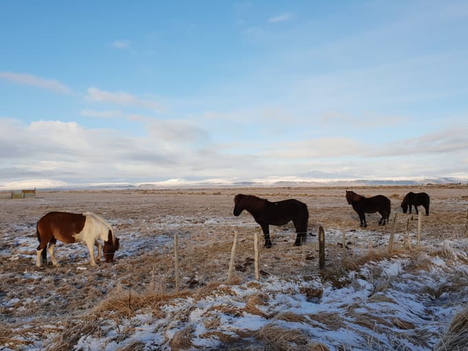 Avtohtoni konji so prav tako znamenitost Islandije