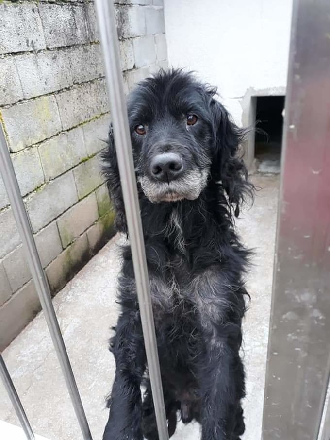 Za Rina je v zavetišču poskrbljeno, a potrebuje stalen, prijeten dom.