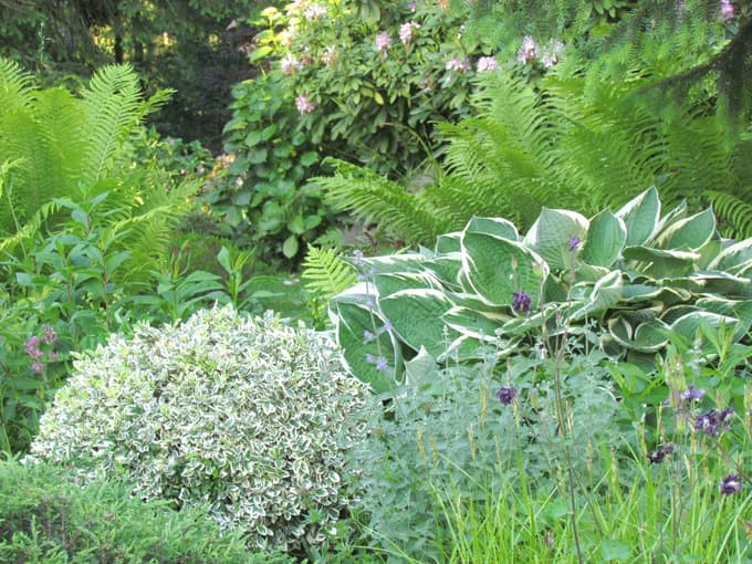 Sencoljubne in sonceljubne