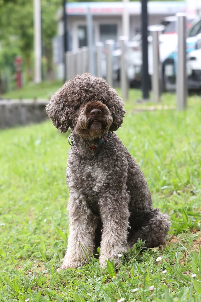 Žival ne sme biti kovček v prtljažniku