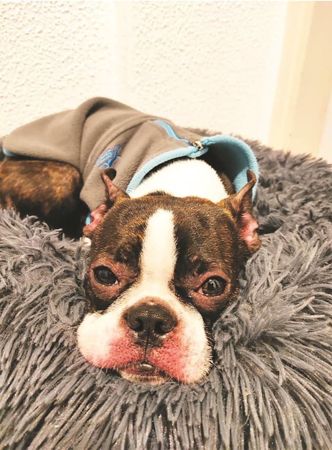 Alergijska reakcija po zaužitju alergena v hrani pri mladiču pasme bostonski terier. Vidimo rdečino in oteklino kože uhljev, vek in gobčka.