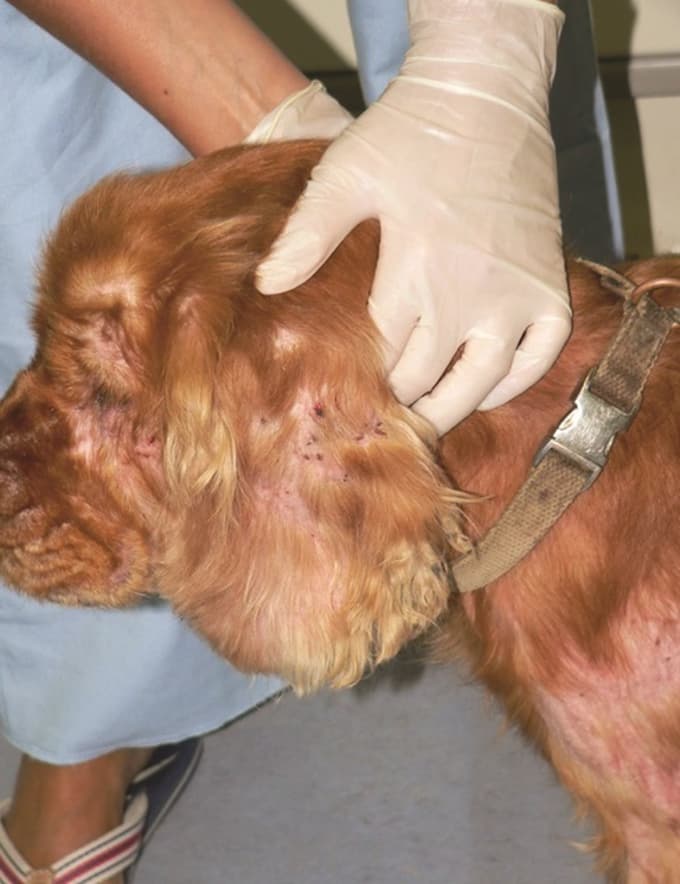 Pes z garjavostjo (lat. Scabies), ki je poleg alergijske bolezni ena najbolj srbečih kožnih bolezni pri psih.