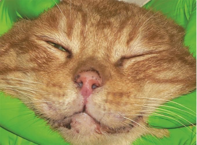 Tudi muce imajo pri alergijski bolezni pogosto prizadeto kožo vek, nosu in gobčka.