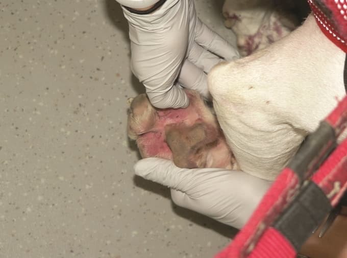 Pri alergijski bolezni je koža stopal pogosto prizadeta.