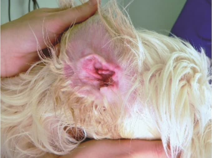 Alergijsko vnetje ušesa pri psu. V začetku sta prisotna le rdečina in srbež, kasneje pa se lahko pridruži bakterijsko ali glivično vnetje z izcedkom in bolečino.