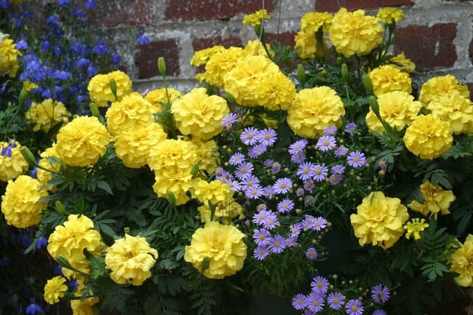 Rumeni tagetes poživi nasad.